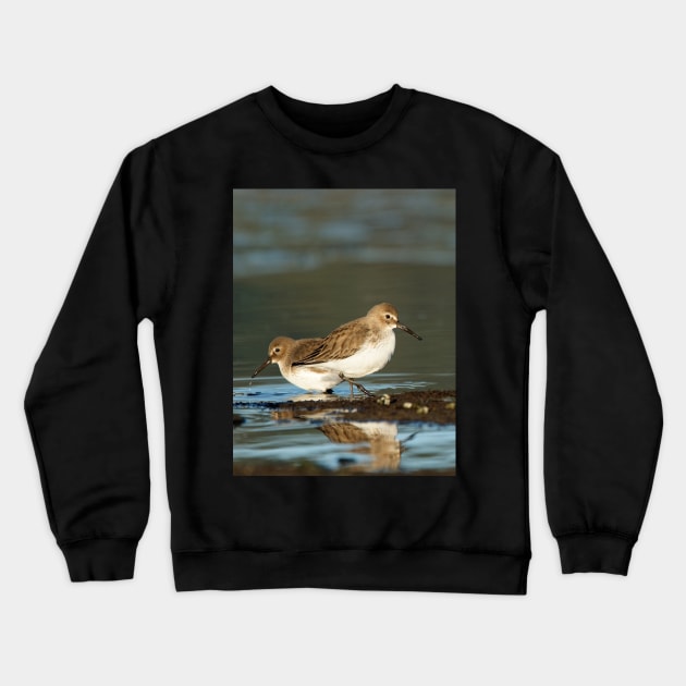 Dunlin Double Crewneck Sweatshirt by SHWILDLIFE